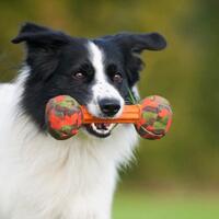 Major Dog Barbell - Small - Retrieval Toy